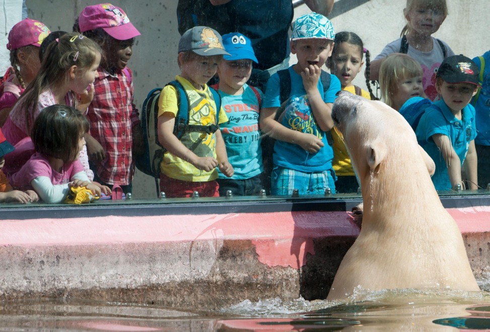 Dopo Knut arriva Wolodja: il nuovo orso polare allo zoo di Berlino