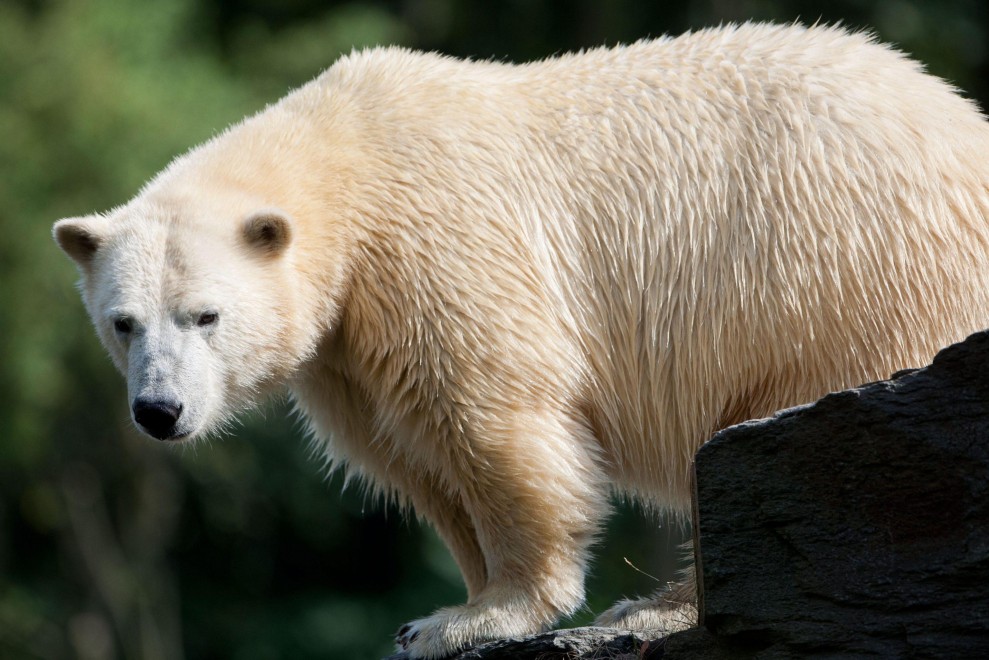 Dopo Knut arriva Wolodja: il nuovo orso polare allo zoo di Berlino