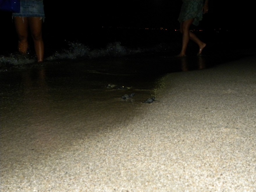Calabria, nate tartarughe marine sulla spiaggia di Strongoli