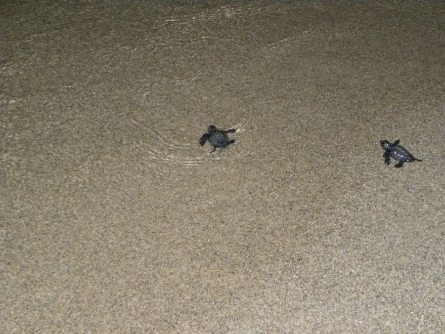 Calabria, nate tartarughe marine sulla spiaggia di Strongoli