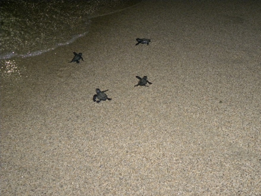 Calabria, nate tartarughe marine sulla spiaggia di Strongoli