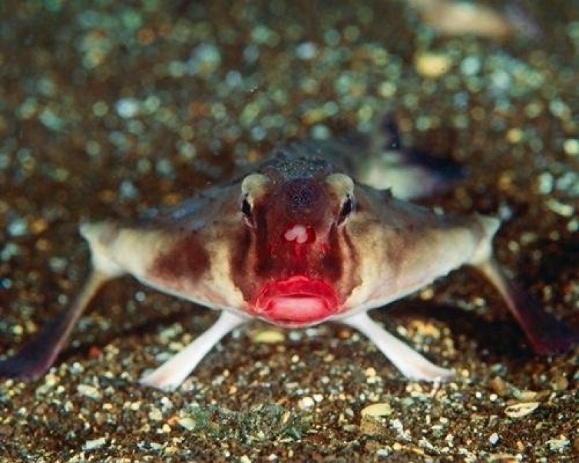 Dalla ''volpe coi trampoli'' al ''pesce triste'': le creature pi&ugrave; strane