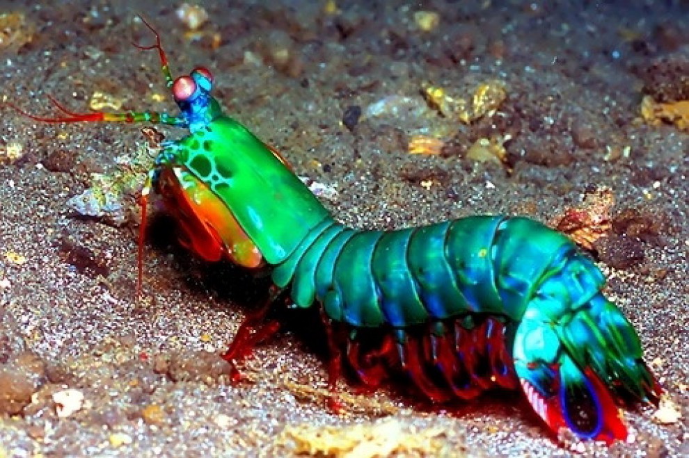 Dalla ''volpe coi trampoli'' al ''pesce triste'': le creature pi&ugrave; strane