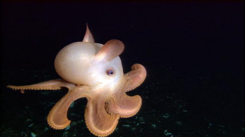 Dalla ''volpe coi trampoli'' al ''pesce triste'': le creature pi&ugrave; strane