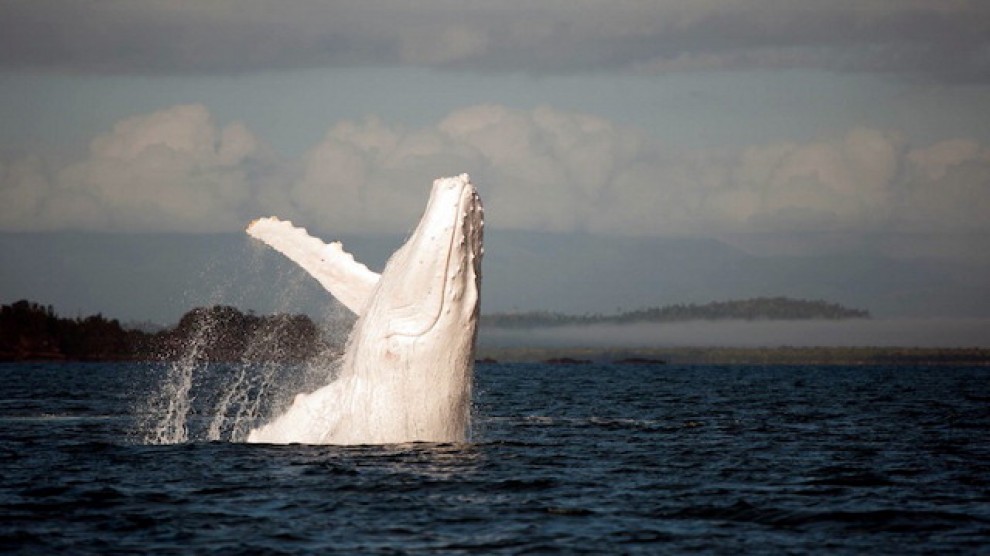 Migaloo, le foto della balena albina diventata leggenda
