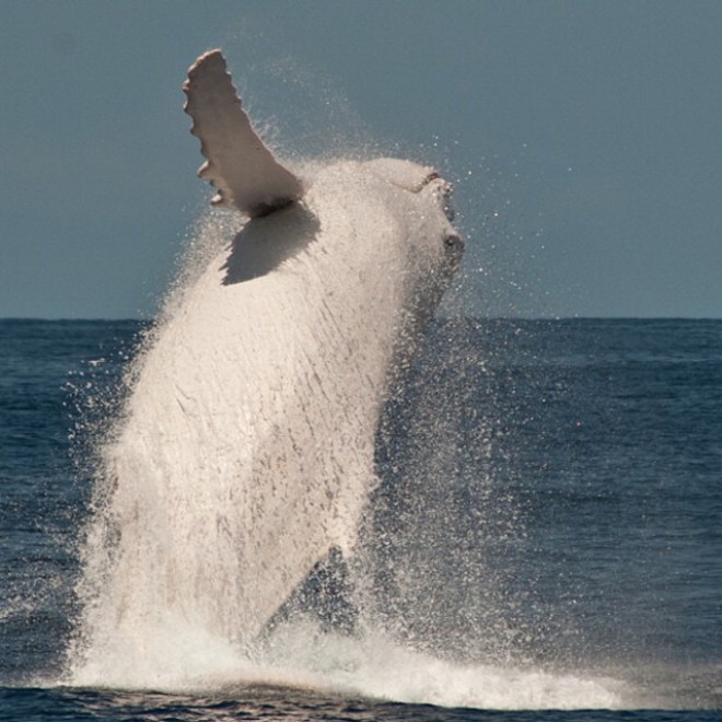 Migaloo, le foto della balena albina diventata leggenda
