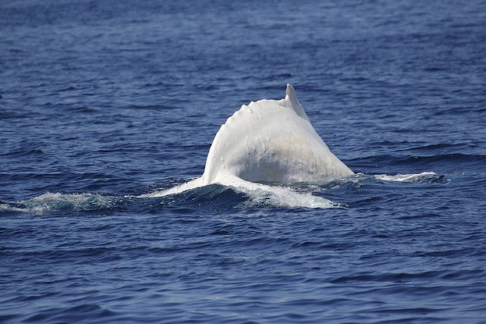 Migaloo, le foto della balena albina diventata leggenda