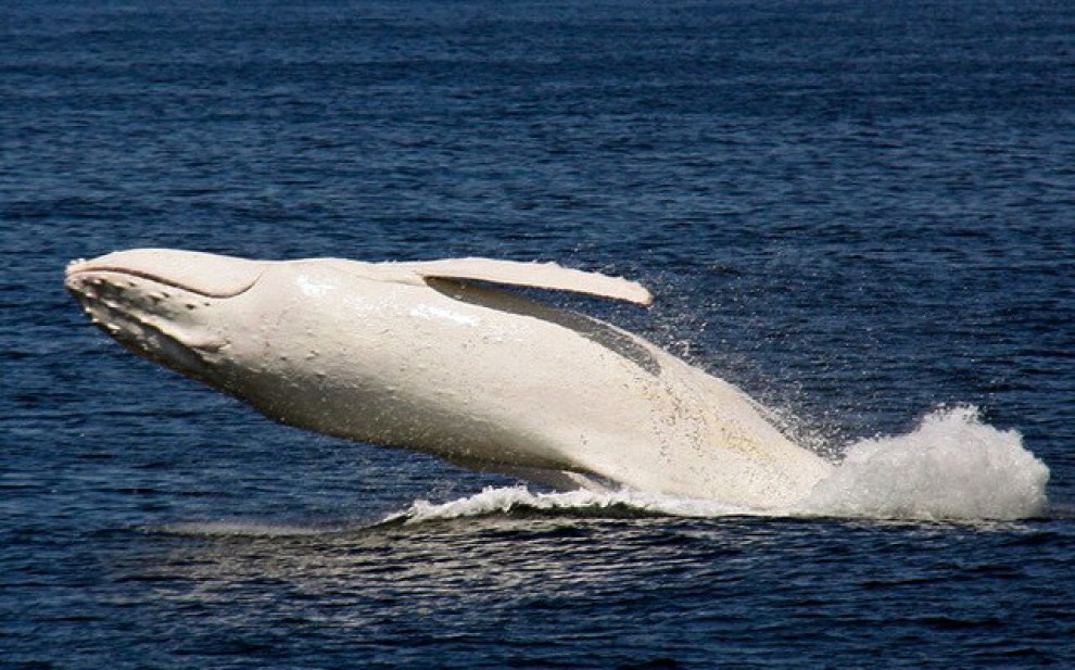 Migaloo, le foto della balena albina diventata leggenda