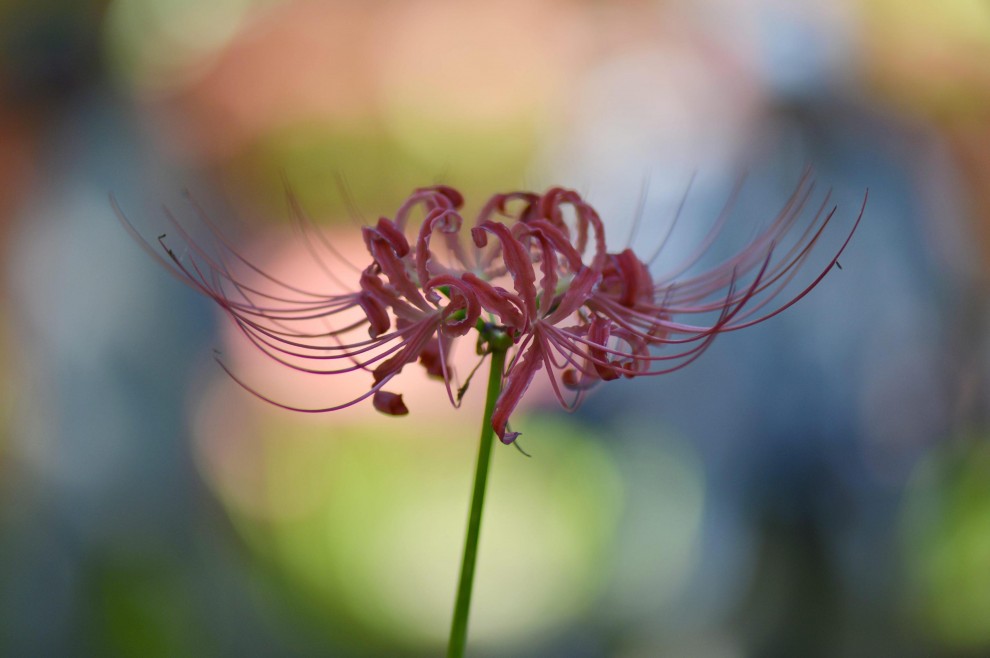 Giappone, fiori come ragni: sboccia l'autunno