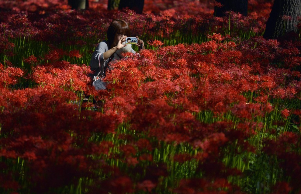 Giappone, fiori come ragni: sboccia l'autunno