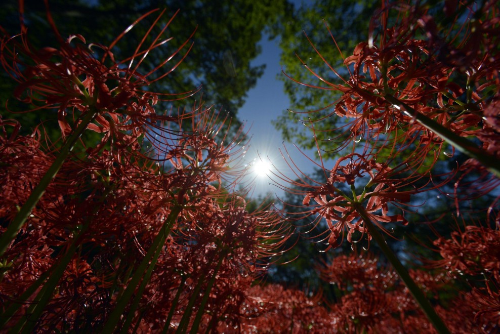 Giappone, fiori come ragni: sboccia l'autunno