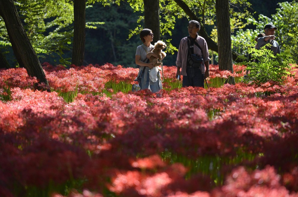 Giappone, fiori come ragni: sboccia l'autunno