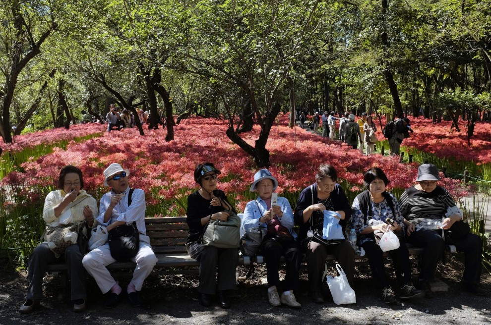 Giappone, fiori come ragni: sboccia l'autunno