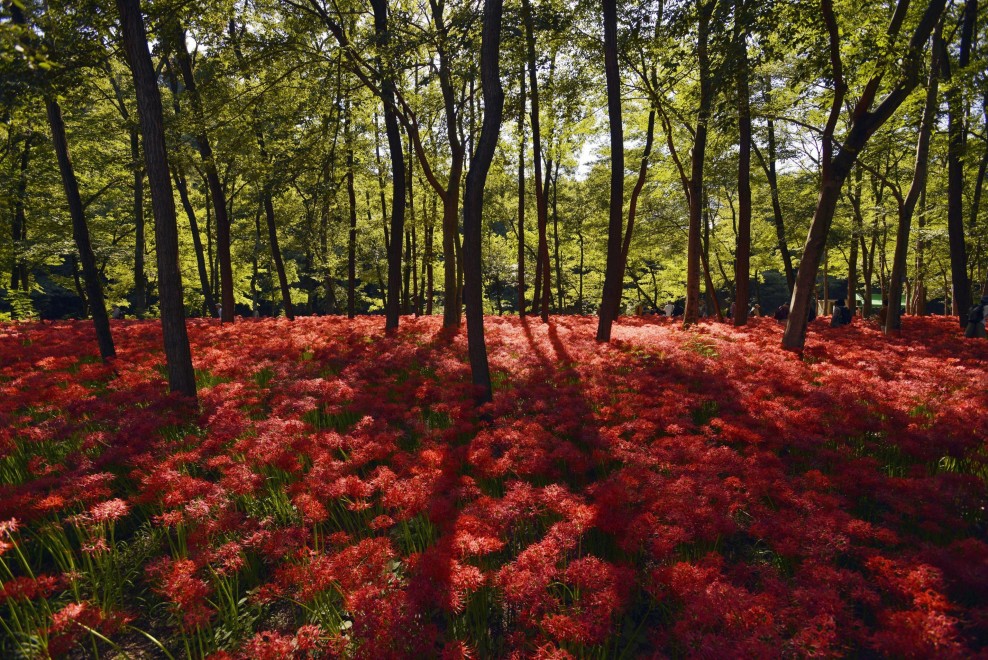 Giappone, fiori come ragni: sboccia l'autunno