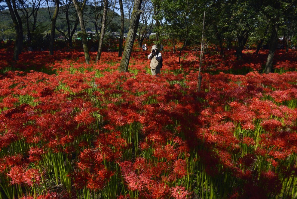Giappone, fiori come ragni: sboccia l'autunno