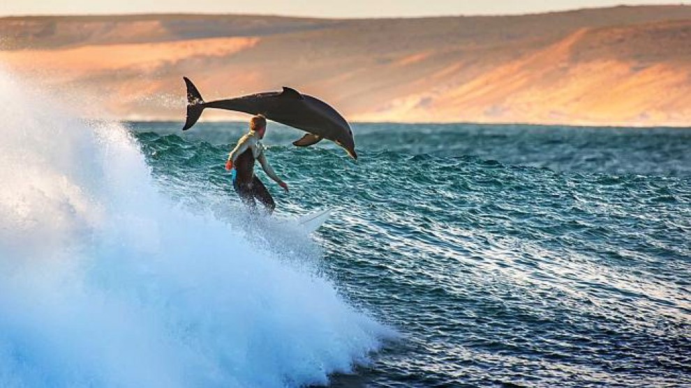 Australia, il surfista "gareggia" con i delfini