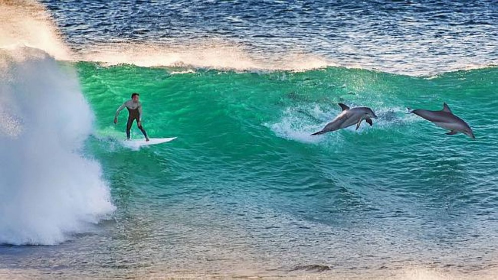 Australia, il surfista "gareggia" con i delfini