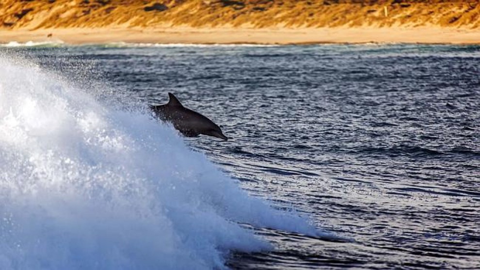 Australia, il surfista "gareggia" con i delfini