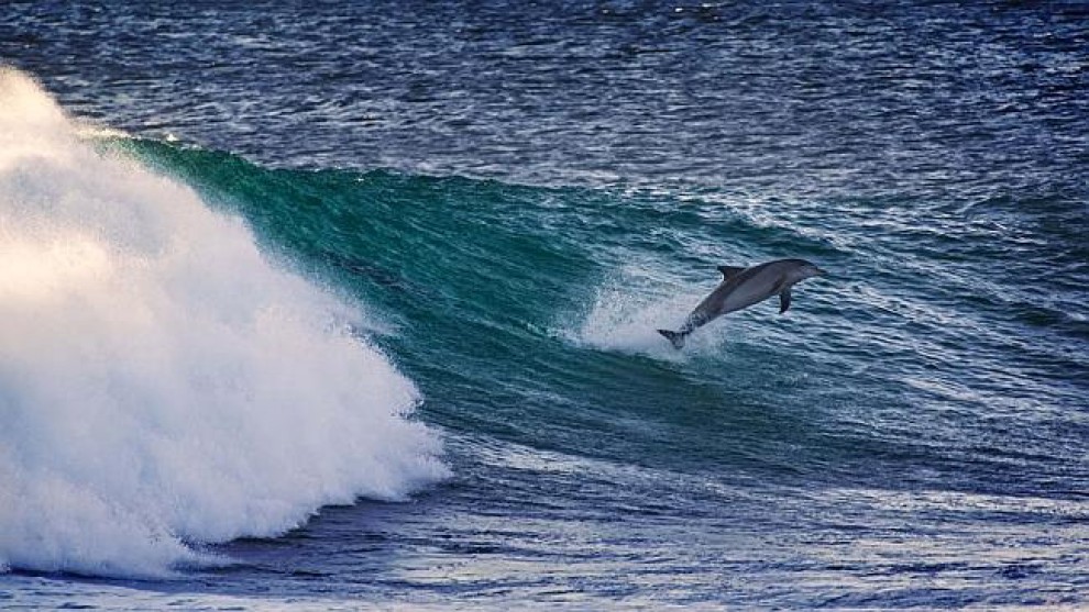 Australia, il surfista "gareggia" con i delfini