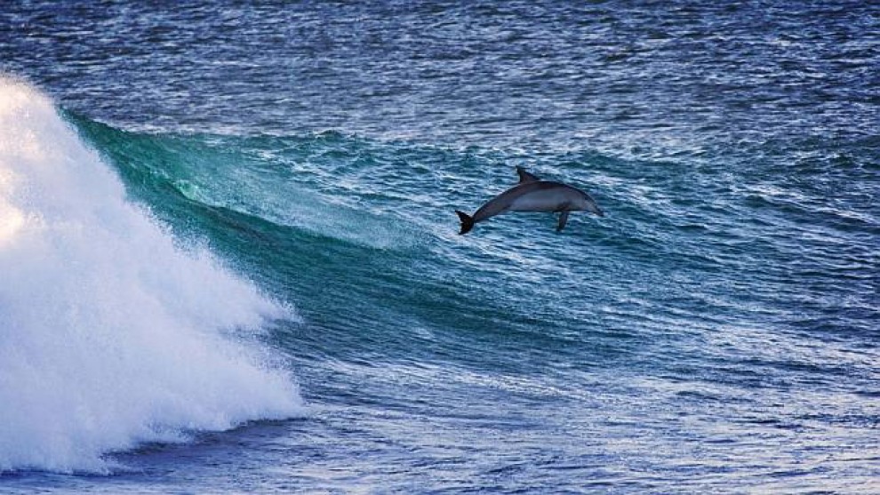 Australia, il surfista "gareggia" con i delfini