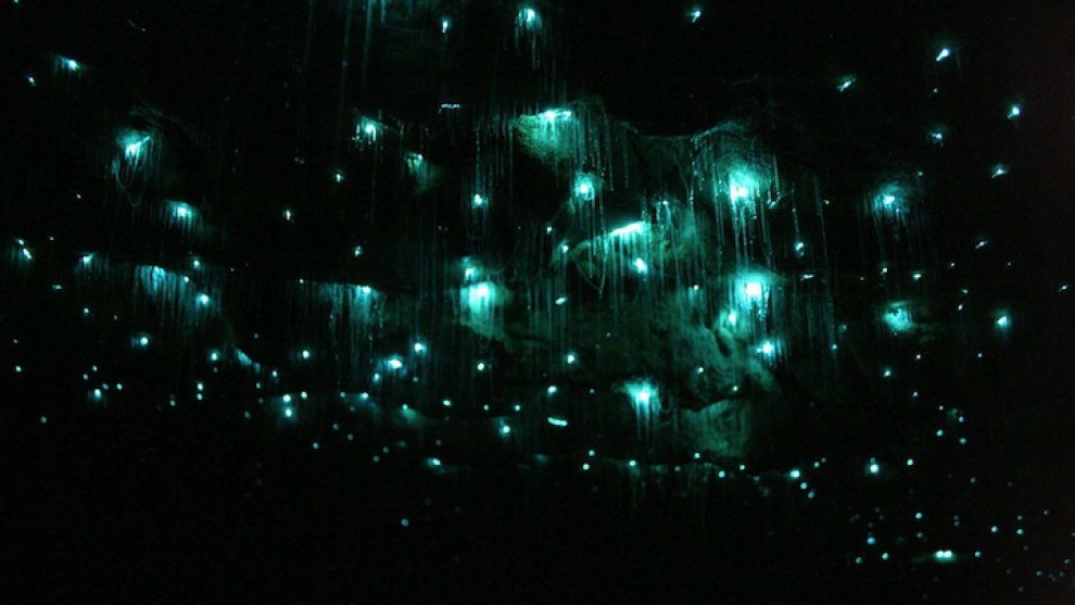 Nuova Zelanda, la grotta brilla: magia delle lucciole