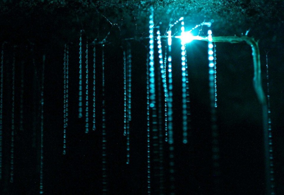Nuova Zelanda, la grotta brilla: magia delle lucciole