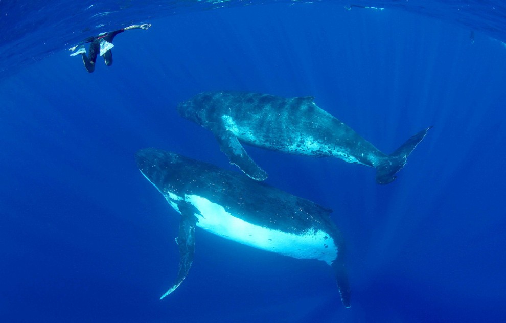 Isole Tonga, l'uomo che nuota con le balene