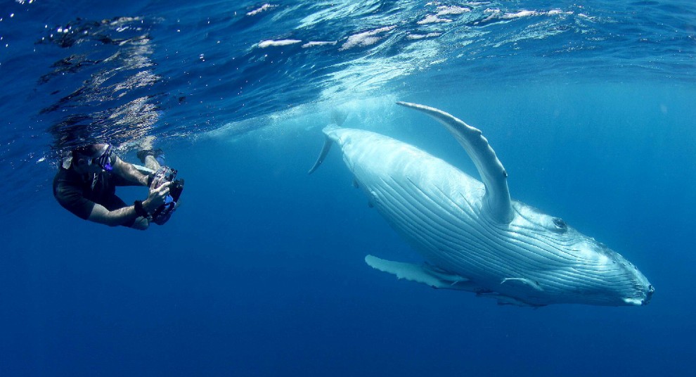 Isole Tonga, l'uomo che nuota con le balene