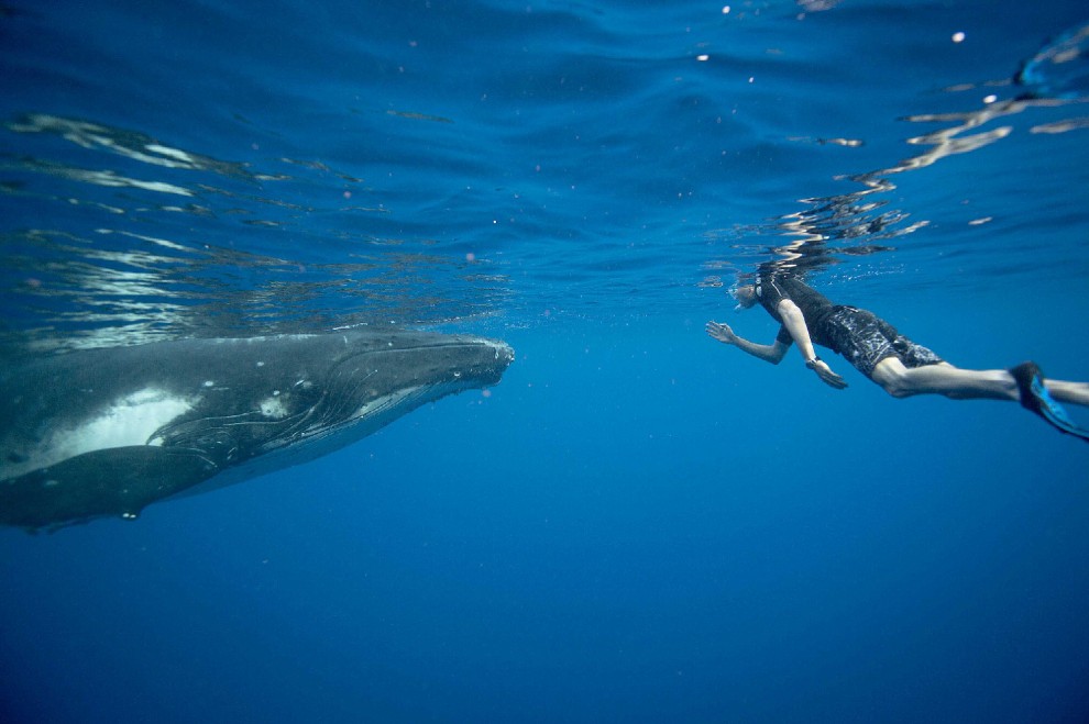 Isole Tonga, l'uomo che nuota con le balene