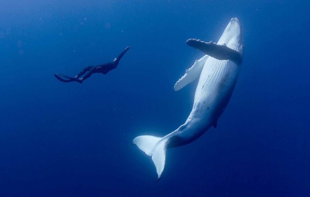 Isole Tonga, l'uomo che nuota con le balene