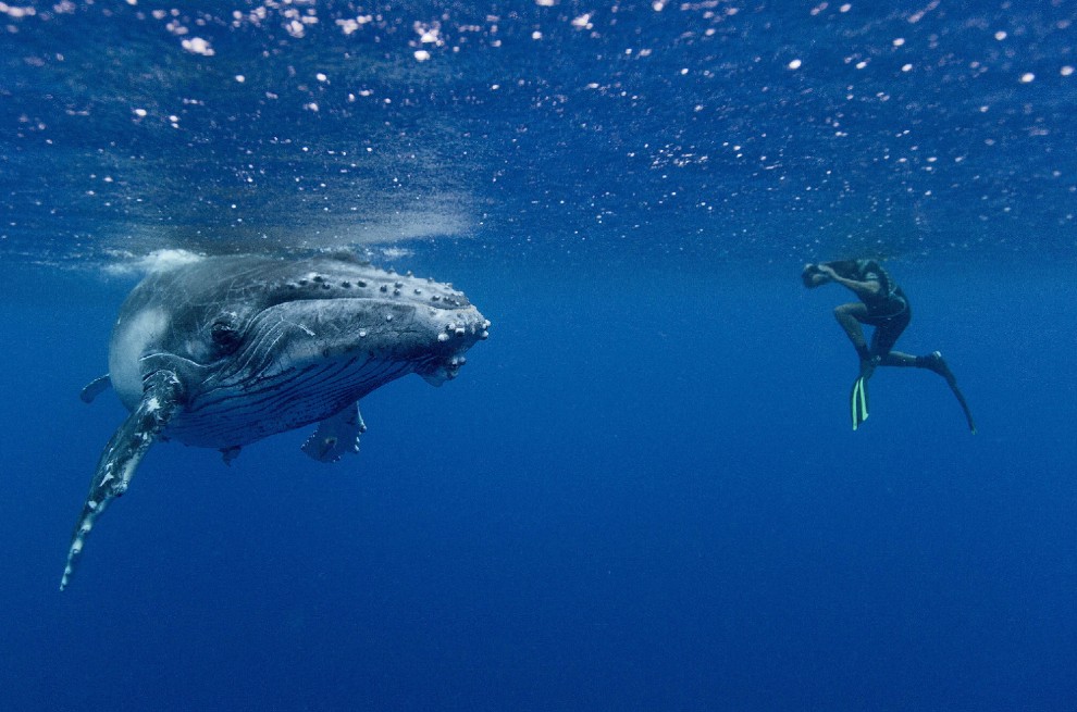Isole Tonga, l'uomo che nuota con le balene