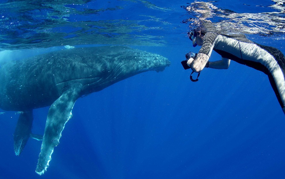 Isole Tonga, l'uomo che nuota con le balene