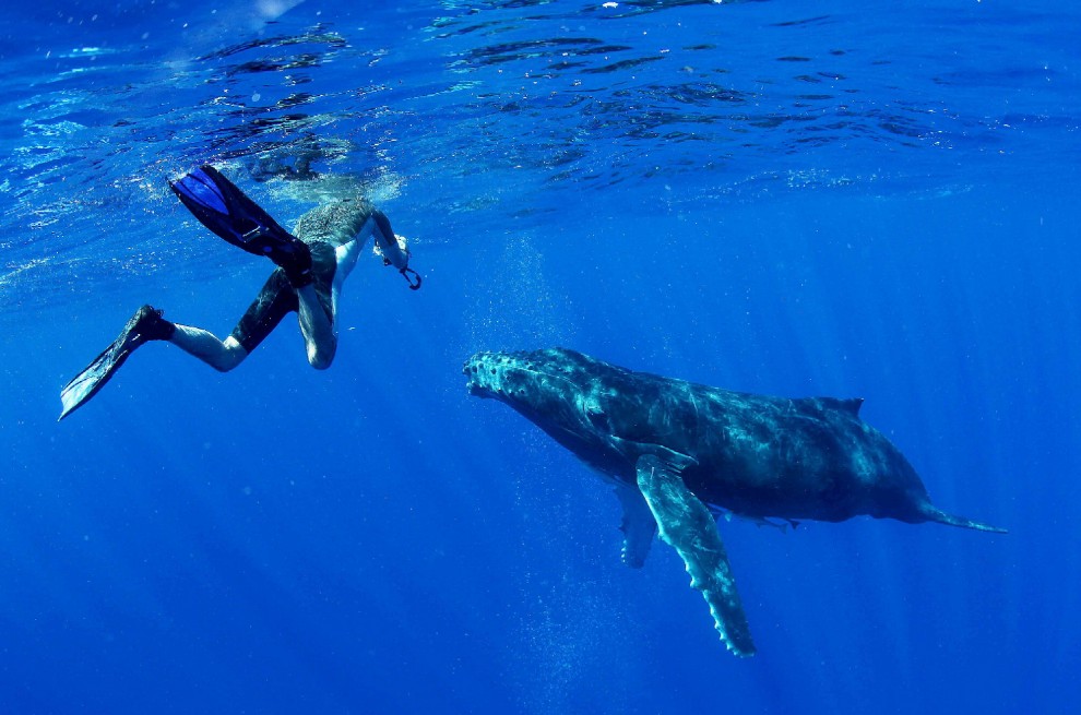 Isole Tonga, l'uomo che nuota con le balene
