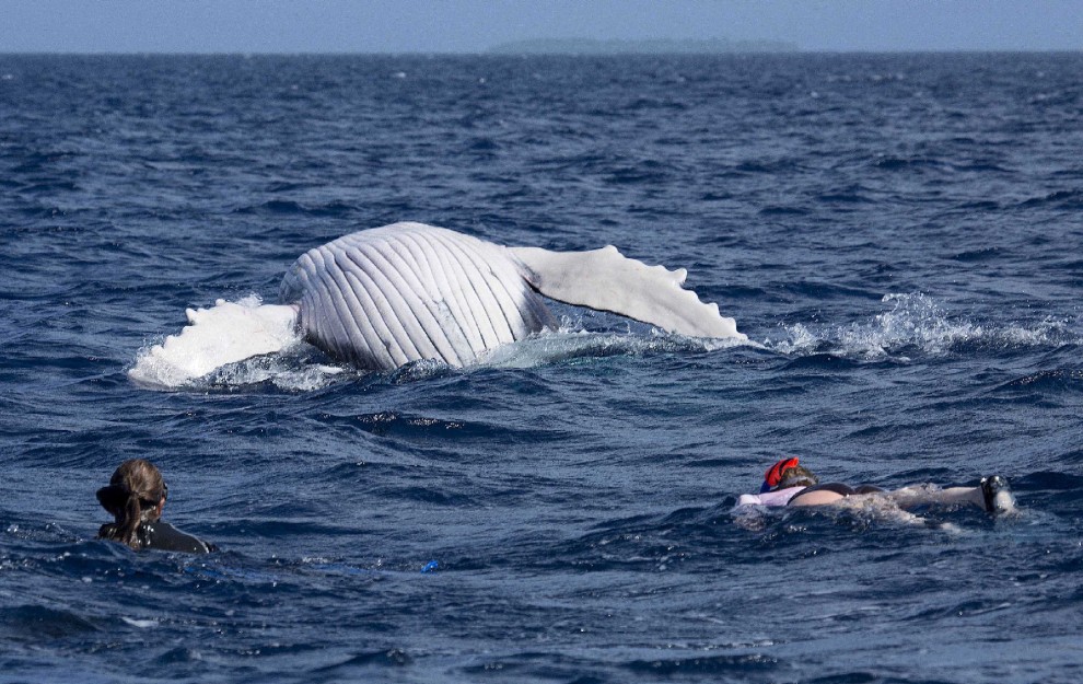 Isole Tonga, l'uomo che nuota con le balene