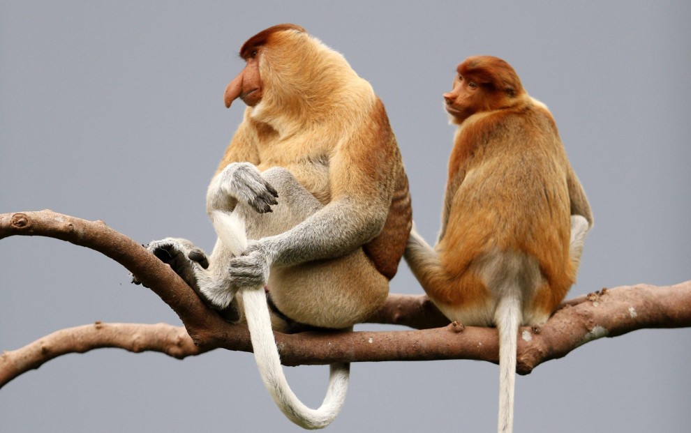 Borneo, oranghi a rischio estinzione: ''Rispettateli, per favore''