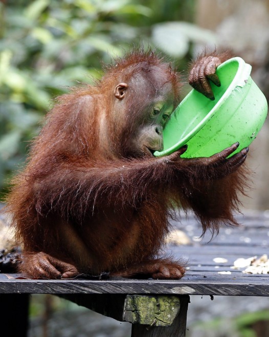 Borneo, oranghi a rischio estinzione: ''Rispettateli, per favore''