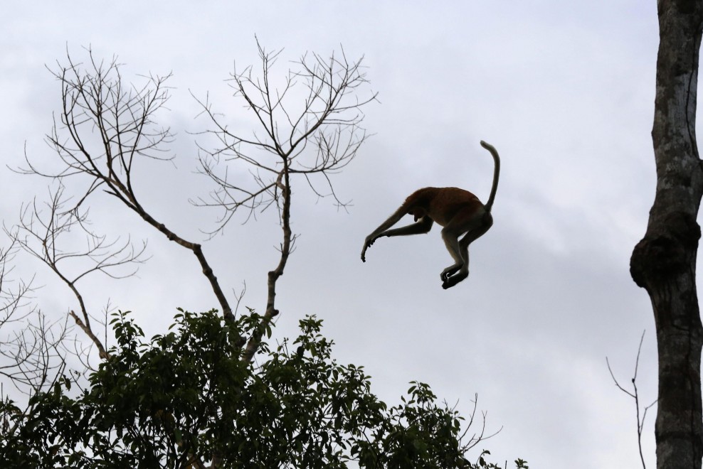 Borneo, oranghi a rischio estinzione: ''Rispettateli, per favore''