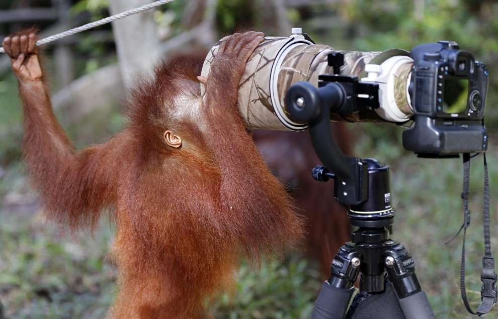 Borneo, oranghi a rischio estinzione: ''Rispettateli, per favore''