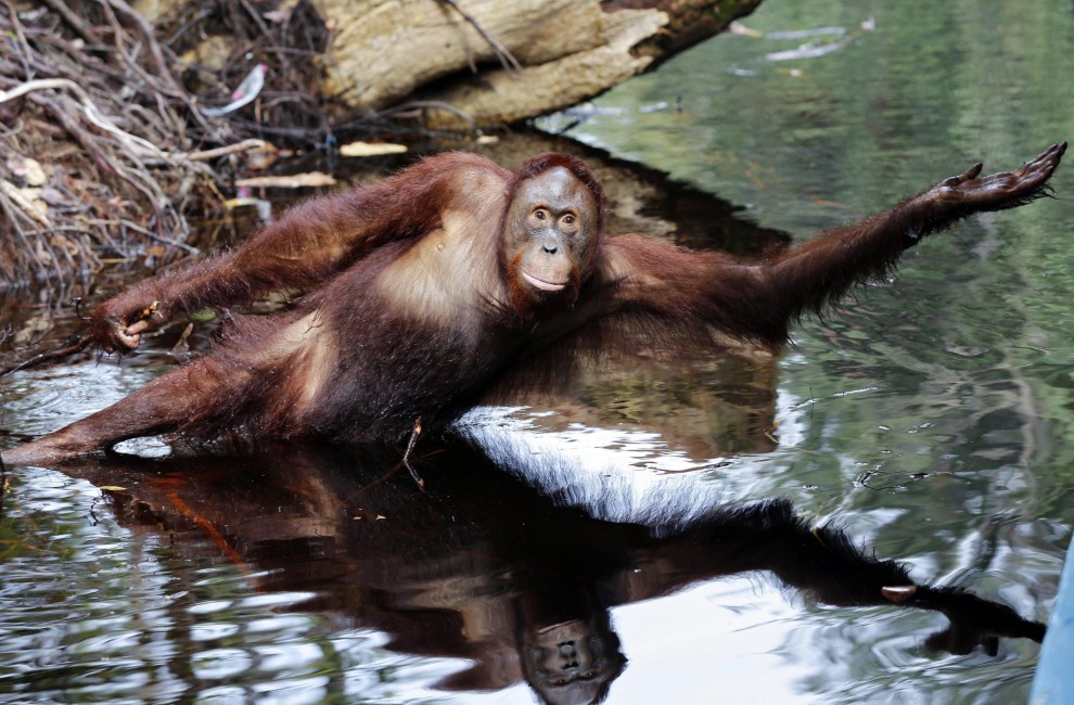 Borneo, oranghi a rischio estinzione: ''Rispettateli, per favore''