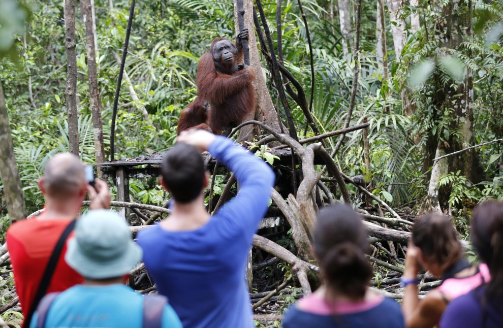 Borneo, oranghi a rischio estinzione: ''Rispettateli, per favore''