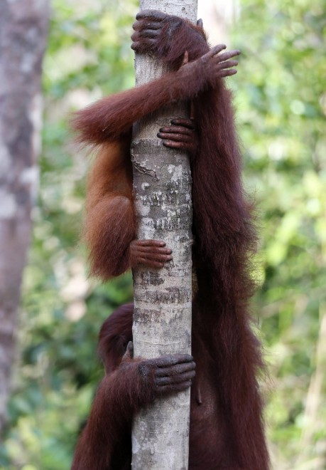 Borneo, oranghi a rischio estinzione: ''Rispettateli, per favore''