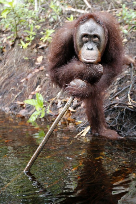 Borneo, oranghi a rischio estinzione: ''Rispettateli, per favore''