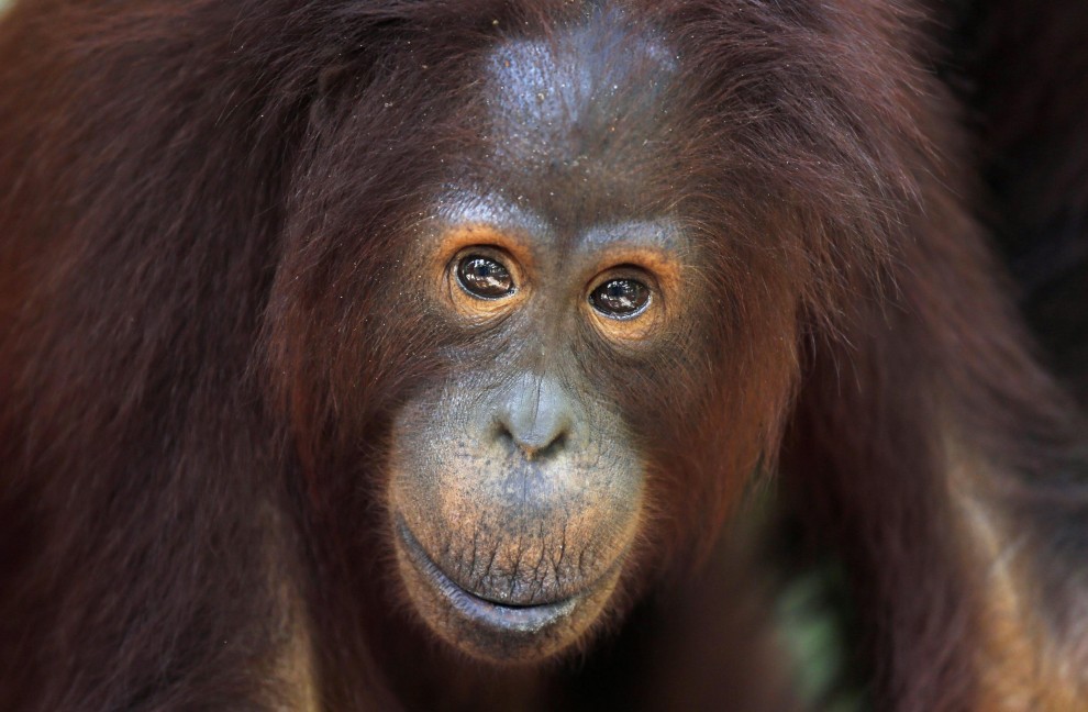 Borneo, oranghi a rischio estinzione: ''Rispettateli, per favore''