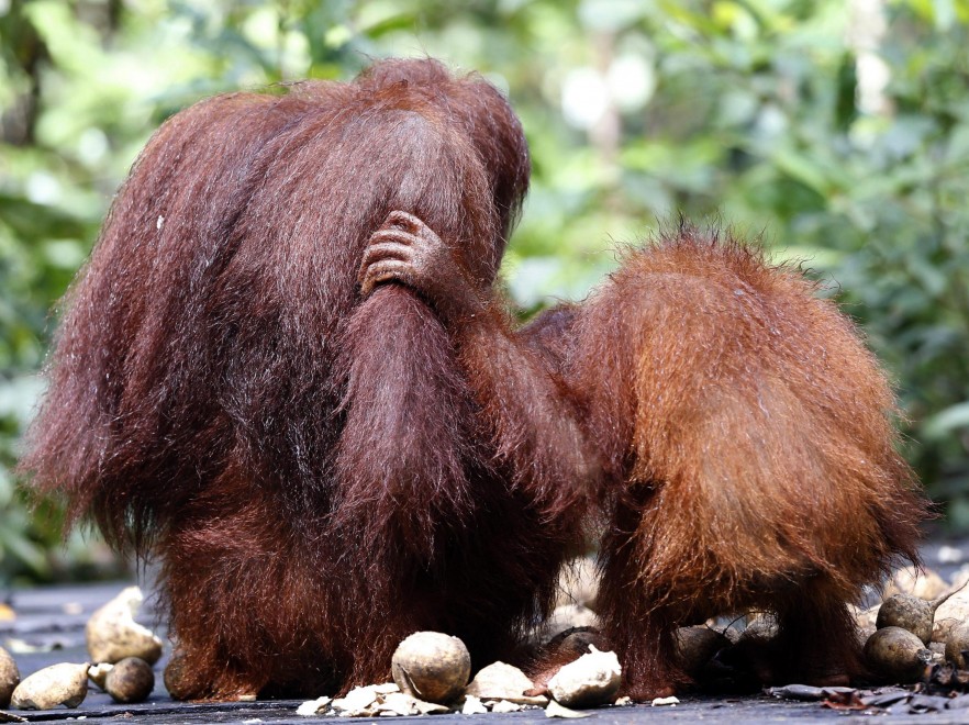 Borneo, oranghi a rischio estinzione: ''Rispettateli, per favore''