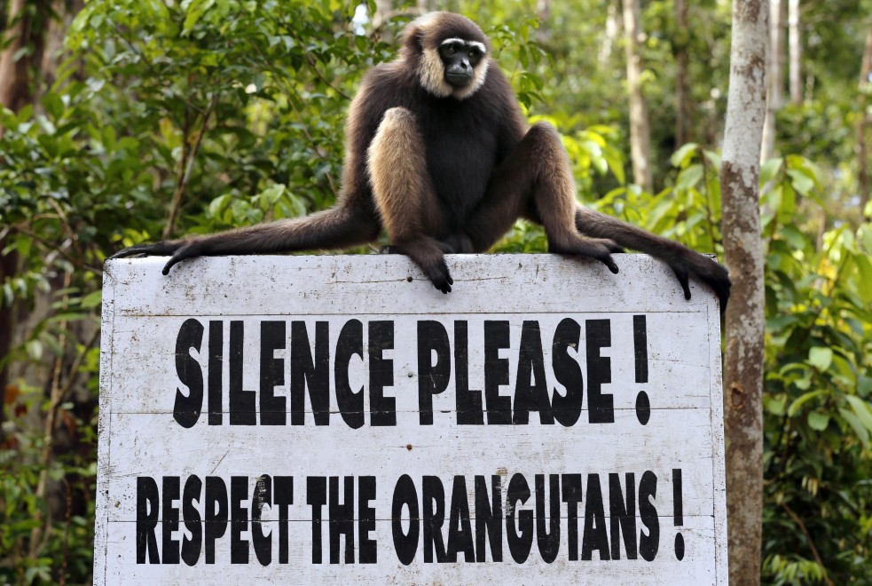 Borneo, oranghi a rischio estinzione: ''Rispettateli, per favore''