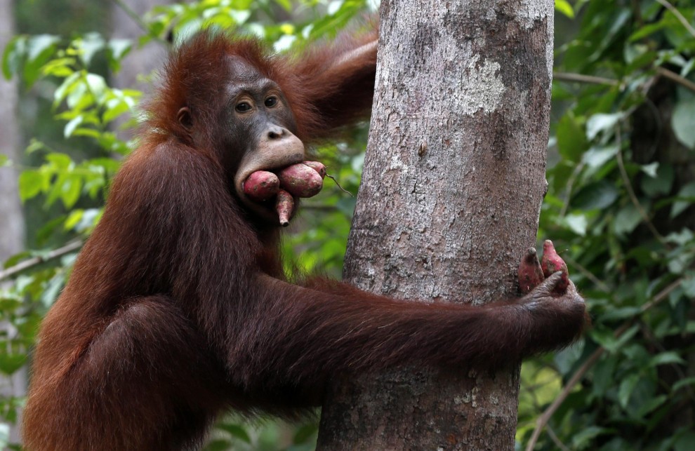 Borneo, oranghi a rischio estinzione: ''Rispettateli, per favore''