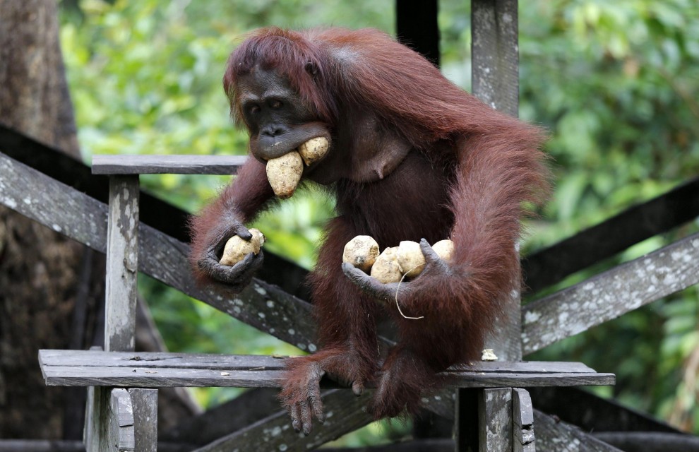 Borneo, oranghi a rischio estinzione: ''Rispettateli, per favore''